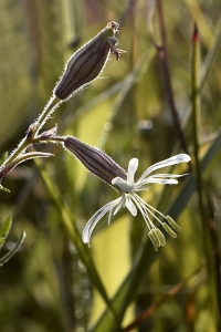 Backglim, Silene nutans
