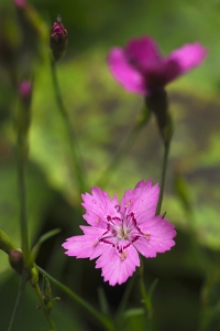 Backnejlika, Dianthus deltoides, nejlika, nejlikor