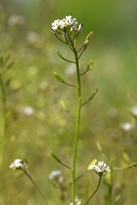 Backskärvfrö, Noccaea caerulescens
