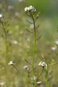 Backtrav, Arabidopsis thaliana