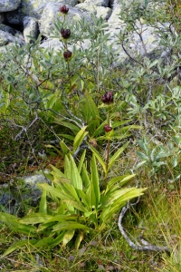 Baggsöta, Gentiana purpurea