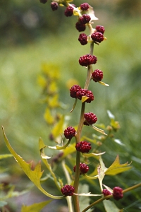 Bärmålla, Chenopodium foliosum, Blitum virgatum