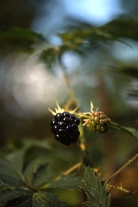 Flikbjörnbär, Rubus laciniatus