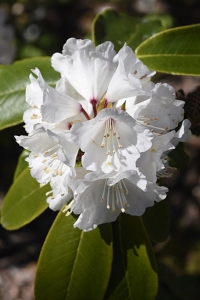 Björnrododendron, Rhododendron rutum