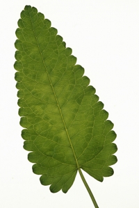 Blad, Humlesuga