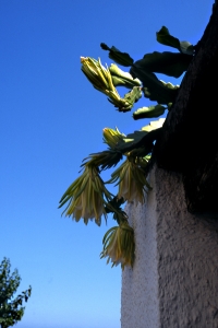 Bladkaktus, Epiphyllum