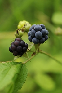Blåhallon, Rubus caesius, Salmbär