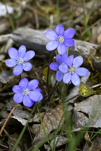 Blåsippa, Hepatica nobilis