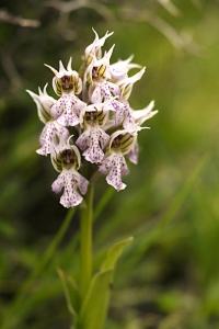 Bleka pricknycklar, Neotinea lactea, Orchis lactea