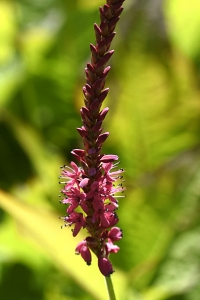 Blodormrot, Bistorta amplexicaulis