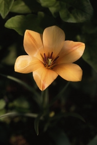 Bokharatulpan 'Yellow Jewel', Tulipa linifolia