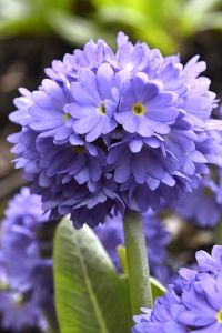 Bollviva, Primula deuticulata
