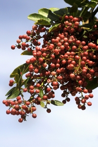 Brasilianskt pepparträd, Schinus terebinthifolius, rosépepppar