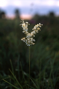 Brudbröd, Filipendula vulgaris