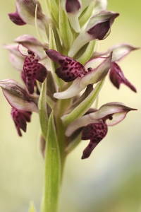 Brunnycklar, Anacamptis coriophora ssp. fragrans, Orchis