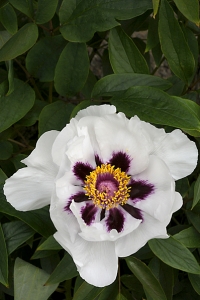 Pion, Paeonia, Buskpion