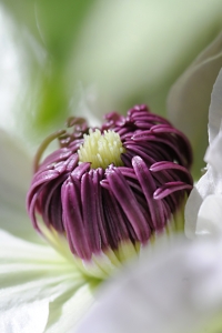 Klematis, clematis