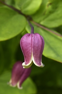 Lyktklematis, Clematis texensis