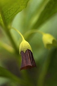 Dårört, Scopolia carniolica