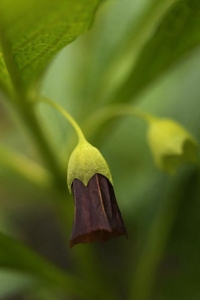 Dårört, Scopolia carniolica