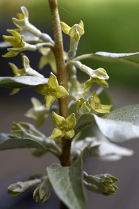 Silverbuske, Elaeagnus commutata