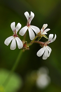 Doftpelargon, Pelargonium x fragrans