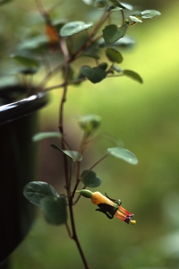 Dvärgfuchsia, Fuchsia procumbens
