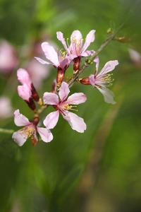 Dvärgmandel, Prunus tenella, Mandelbuske