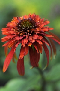 Röd rudbeckia 'Hot Papaya', Echinacea purpurea, Röd solhatt