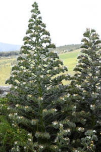 Italiensk snokört, Echium italicum