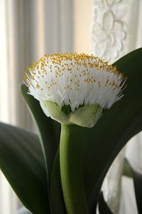 Elefanttunga, Haemanthus albiflos