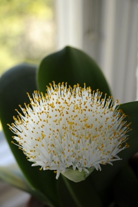 Elefanttunga, Haemanthus albiflos