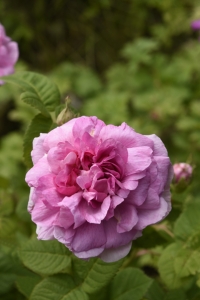 Ros 'Empress Joséphine'