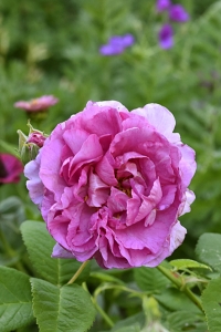 Ros 'Empress Joséphine'
