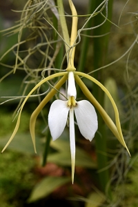 Epidendrum, Epidendrum parkinsonianum