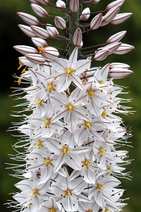 Stäpplilja, Eremurus tianschanicus