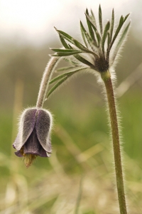 Fältsippa, Pulsatilla pratensis