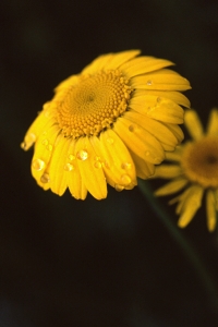 Färgkulla, Anthemis tinctoria, färgväxt, färgväxter, Cota tinctoria