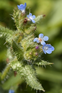 Fårtunga, Anchusa arvensis