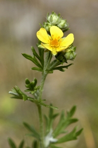 Femfingerört, Potentilla argentea