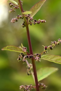 Fiskmålla, Lipandra polysperma