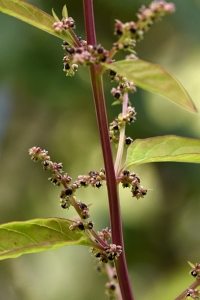 Fiskmålla, Lipandra polysperma