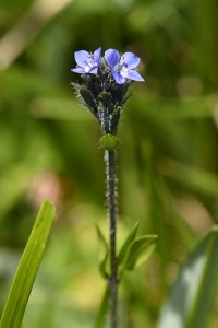 Fjällveronika, Veronica alpina
