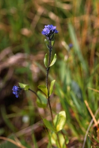 Fjällveronika, Veronica alpina
