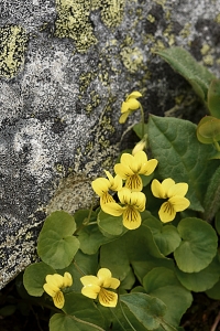 Fjällviol, Viola biflora, viol, violer