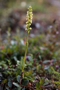 Fjällyxne, Pseudorchis straminea