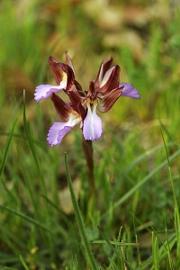 Fjärilsnycklar, Anacamptis papilionacea, Orchis papilionacea