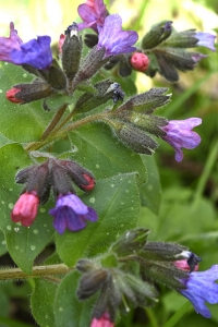 Fläcklungört, Pulmonaria officinalis