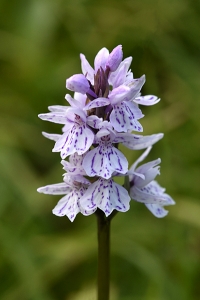 Fläcknycklar, Dactylorhiza maculata, Jungfru Marie nycklar