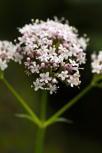 Flädervänderot, Valeriana sambucifolia, vänderot